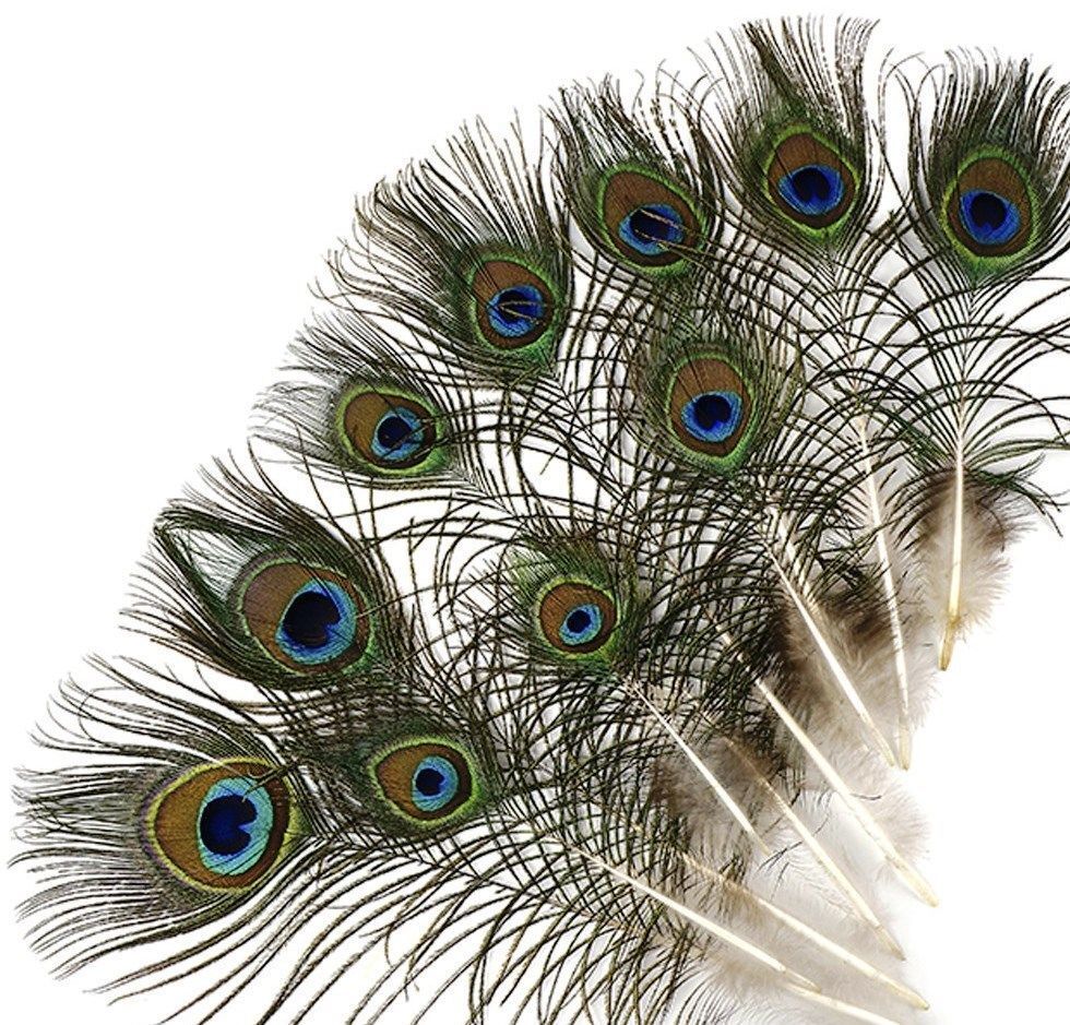 PEACOCK FEATHERS 10''-55