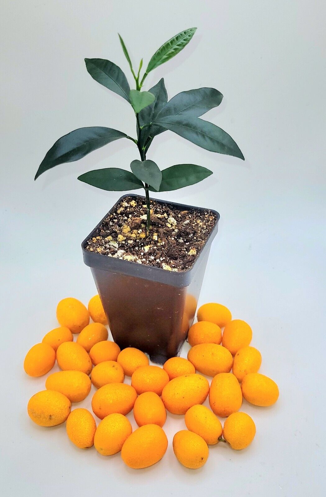Nagami Kumquat seedling, 3-5 inches tall