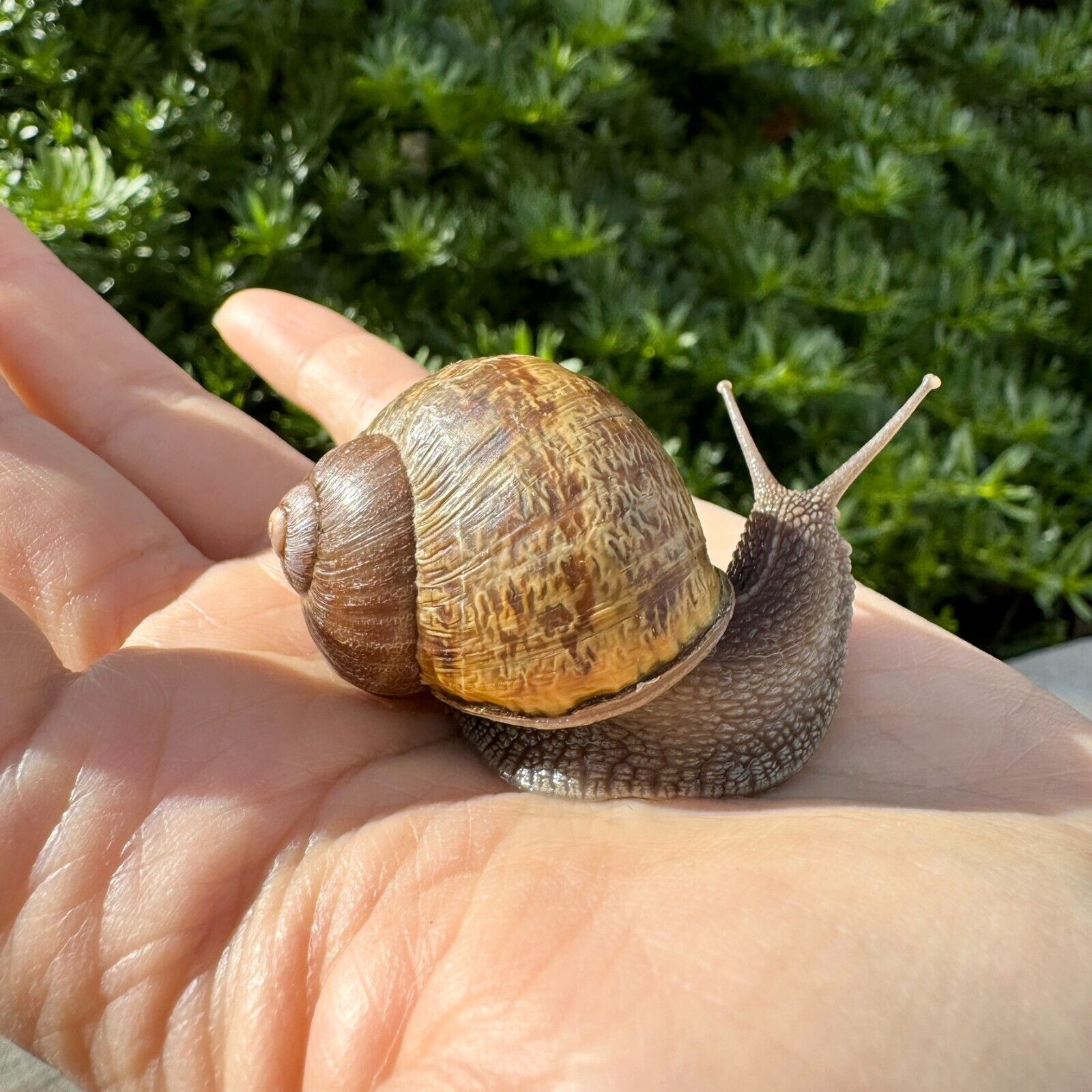 Super Large Live Land Garden Snail Pet Gros Gris Helix Aspersa Cornu aspersum