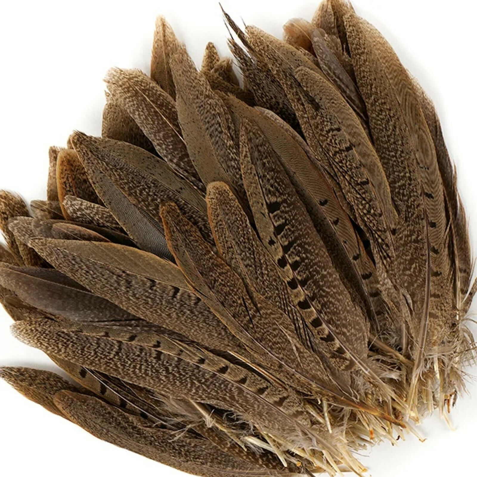 English Ringneck PHEASANT Tail Natural Feathers 10-100 Pcs MANY SIZES 6-28