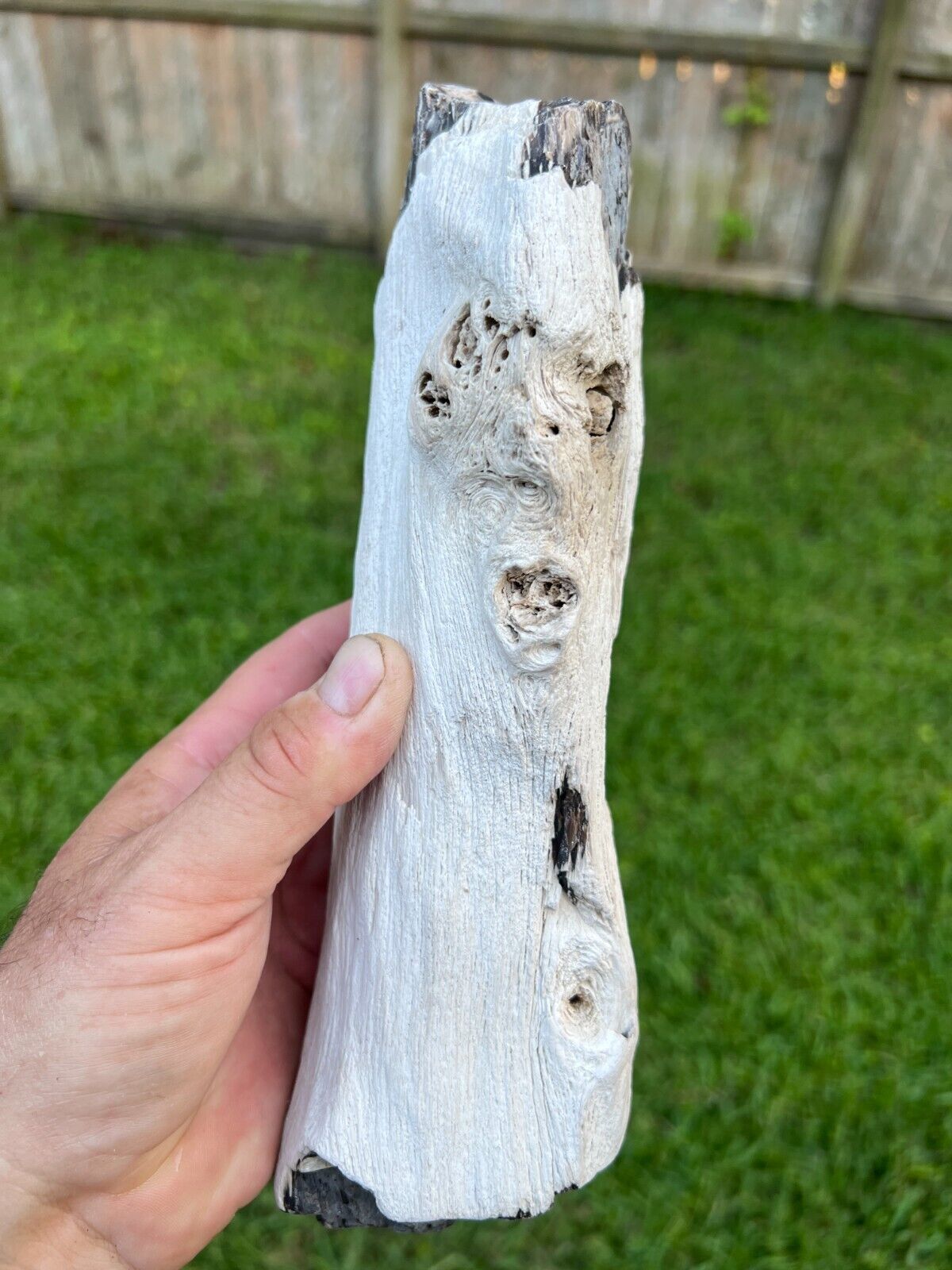 Texas Petrified Live Oak Wood 10x3x3 Unique Multi Knot Branch Beaumont Formation