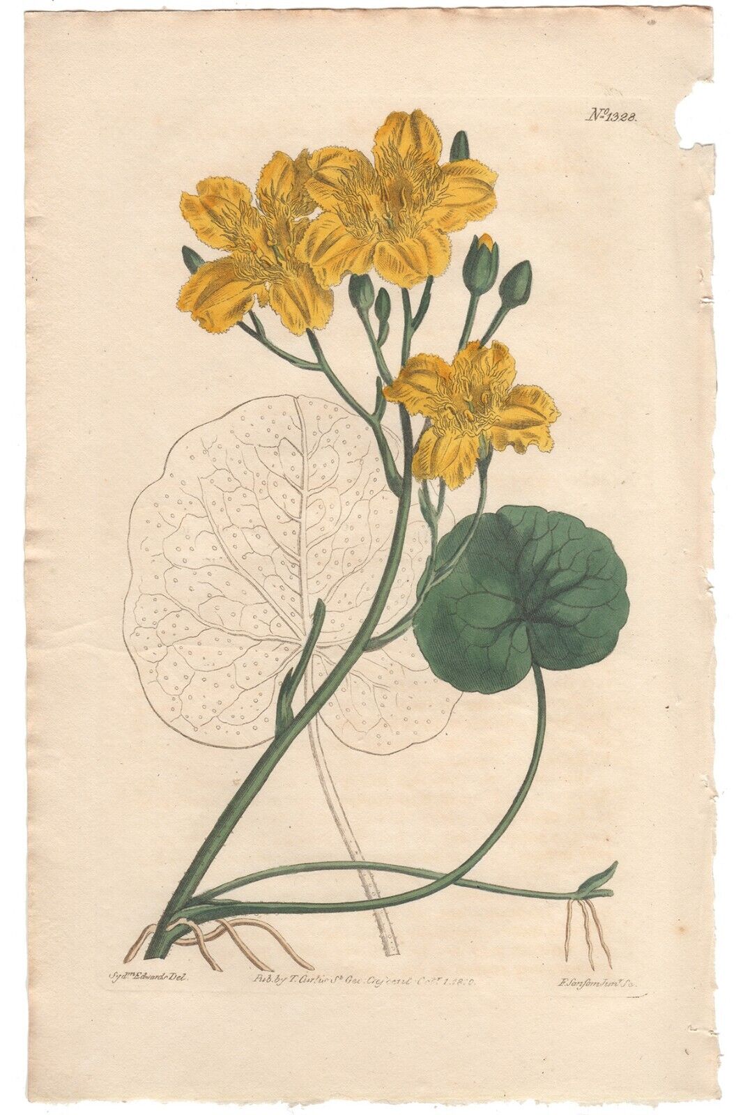 Curtis Botanical Magazine antique 1810 h/c engraving 1328 Yellow Buck-Bean