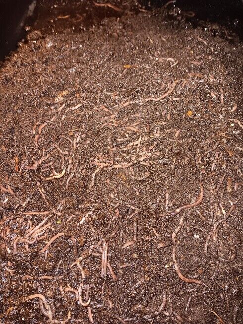Excellent Composting Worm Mix: Picked to order: : Live and Happy
