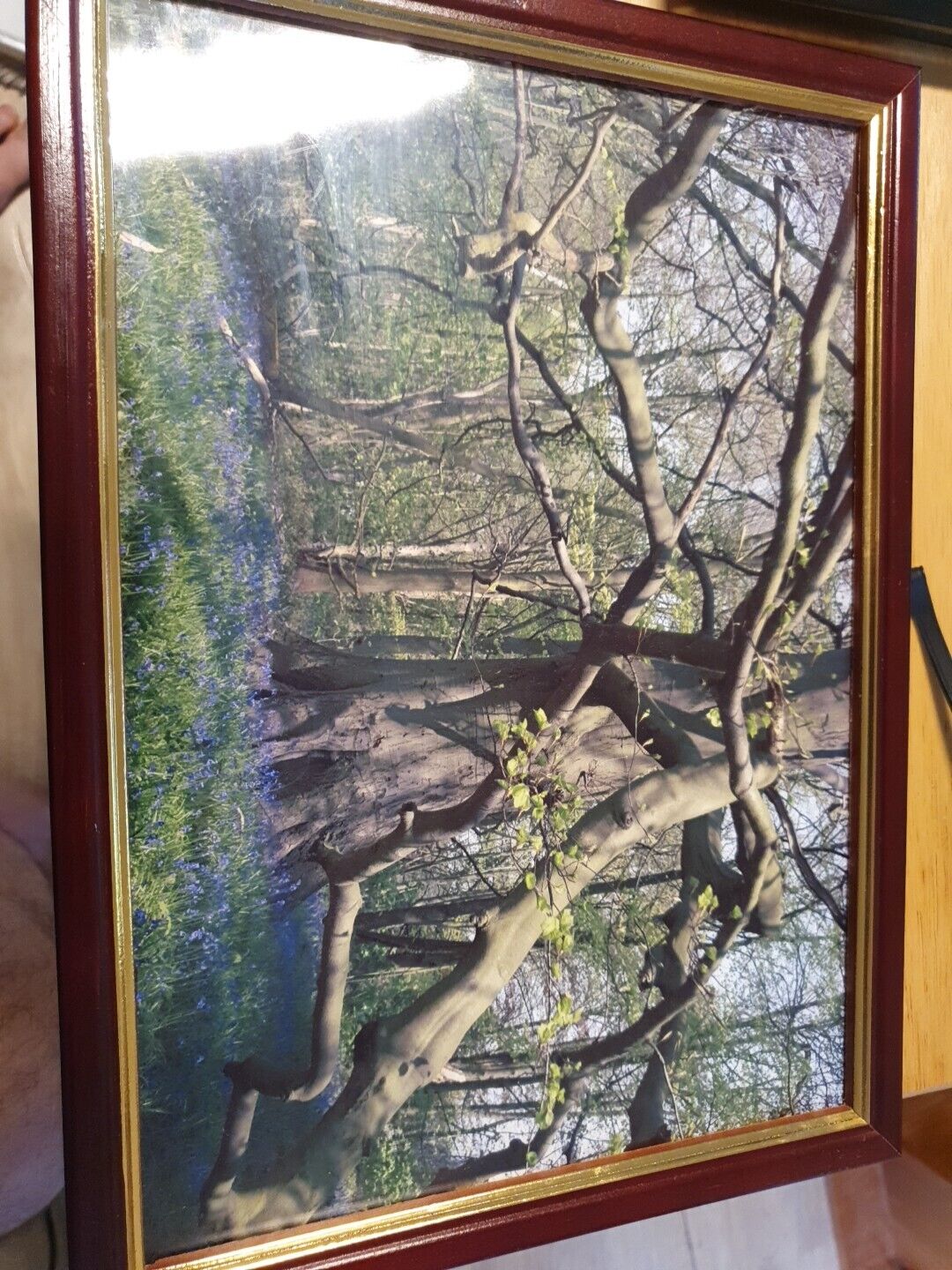 Vintage Framed Print Of Woodland
