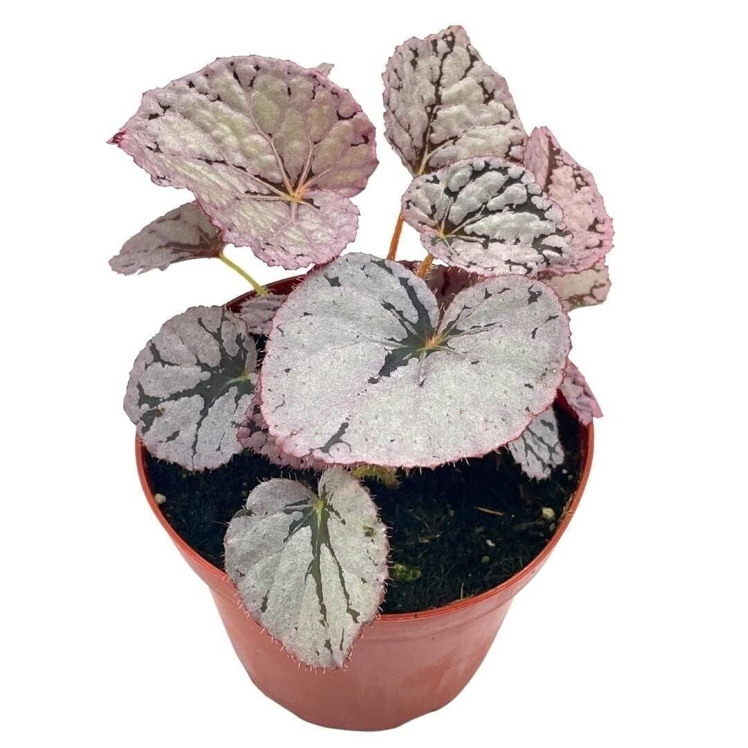 BubbleBlooms \'Harmony\'s Silver Dollar\' Begonia Rex, 4 inch Painted-Leaf Begonia,