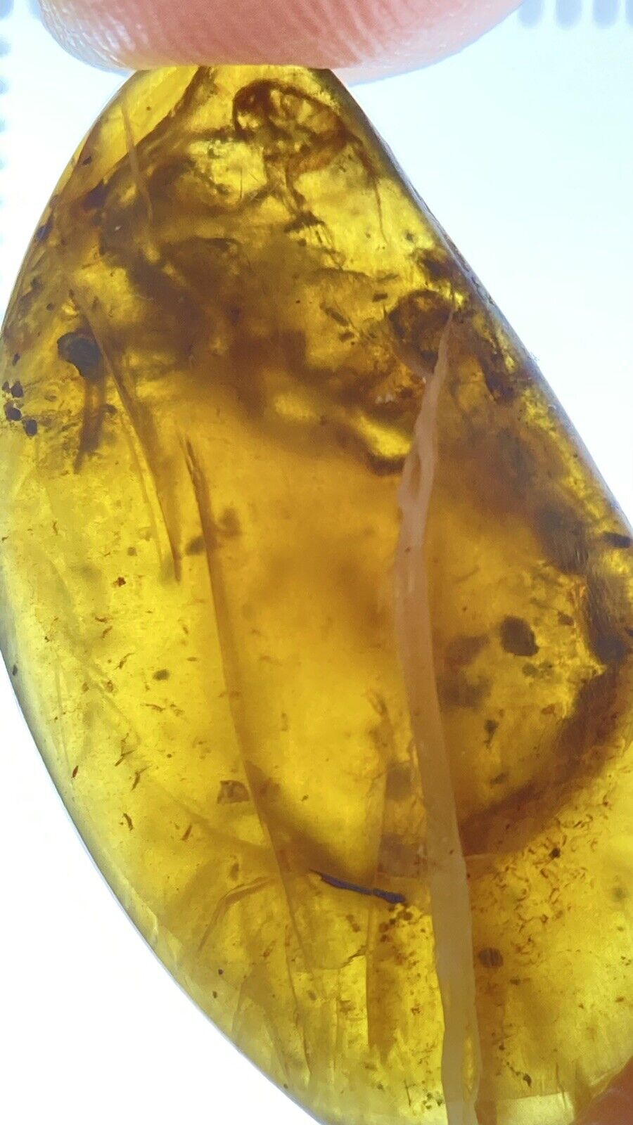 22mm HUGE Scorpion - Very Rare Fossil Inclusion, In Genuine Burmite Amber, 98myo