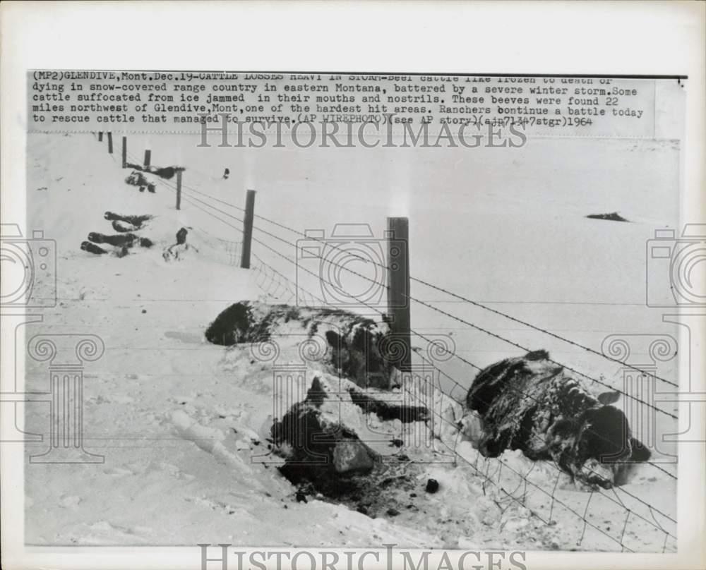 1964 Press Photo Dead and dying cattle in frozen eastern Montana range country.