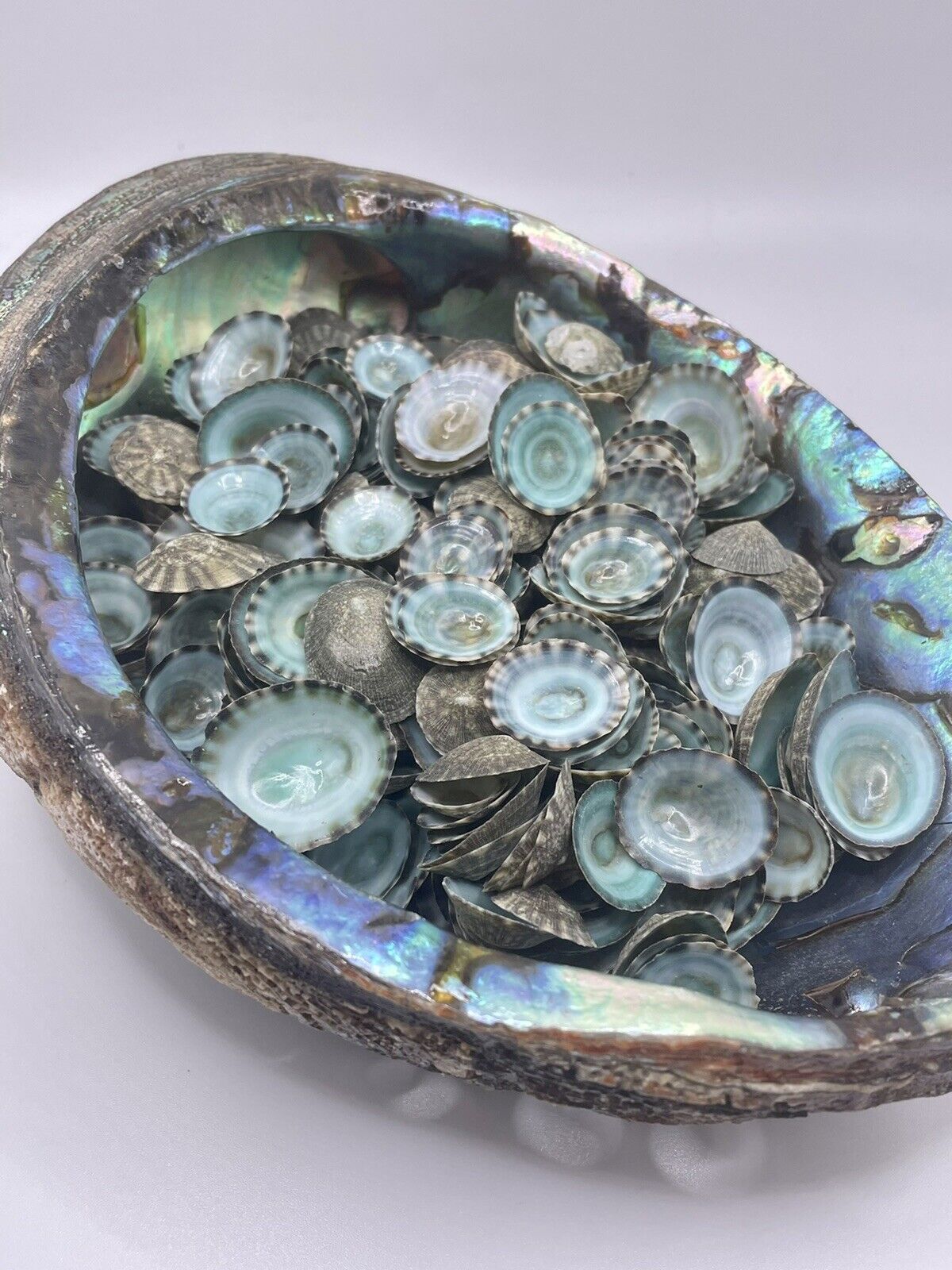 100 Aqua Limpet Shells - 0.25”-1” Mexican Green (100 Shells) Beach Decor Craft