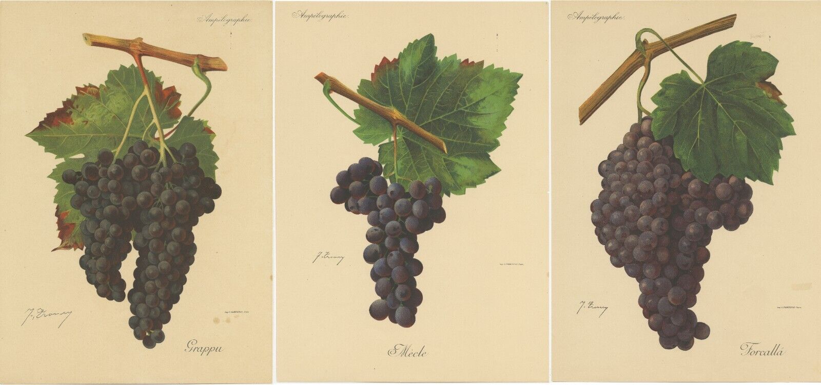 Set of Three Antique Prints of Red Grape Varieties
