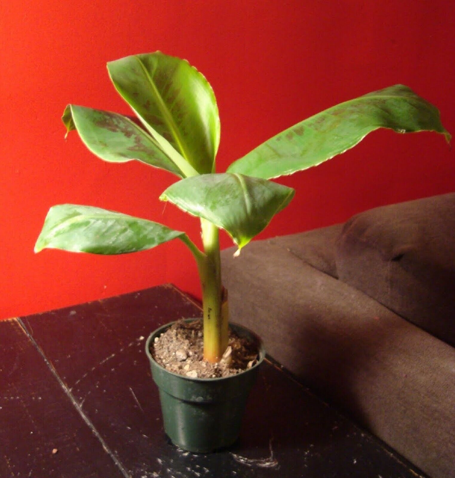 Dwarf Banana Tree {Musa x paradisiaca} Organic 5 seeds 