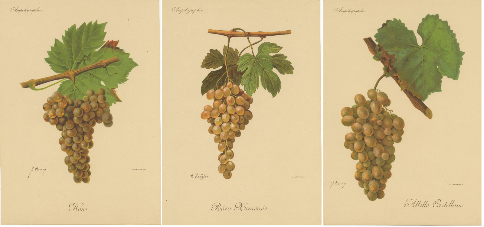 Set of Three Antique Prints of Green / White Grape Varieties