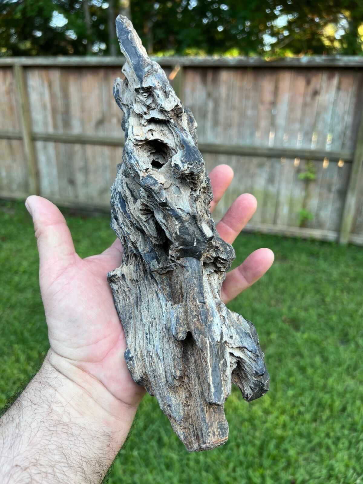 Texas Petrified Oak Wood 12\