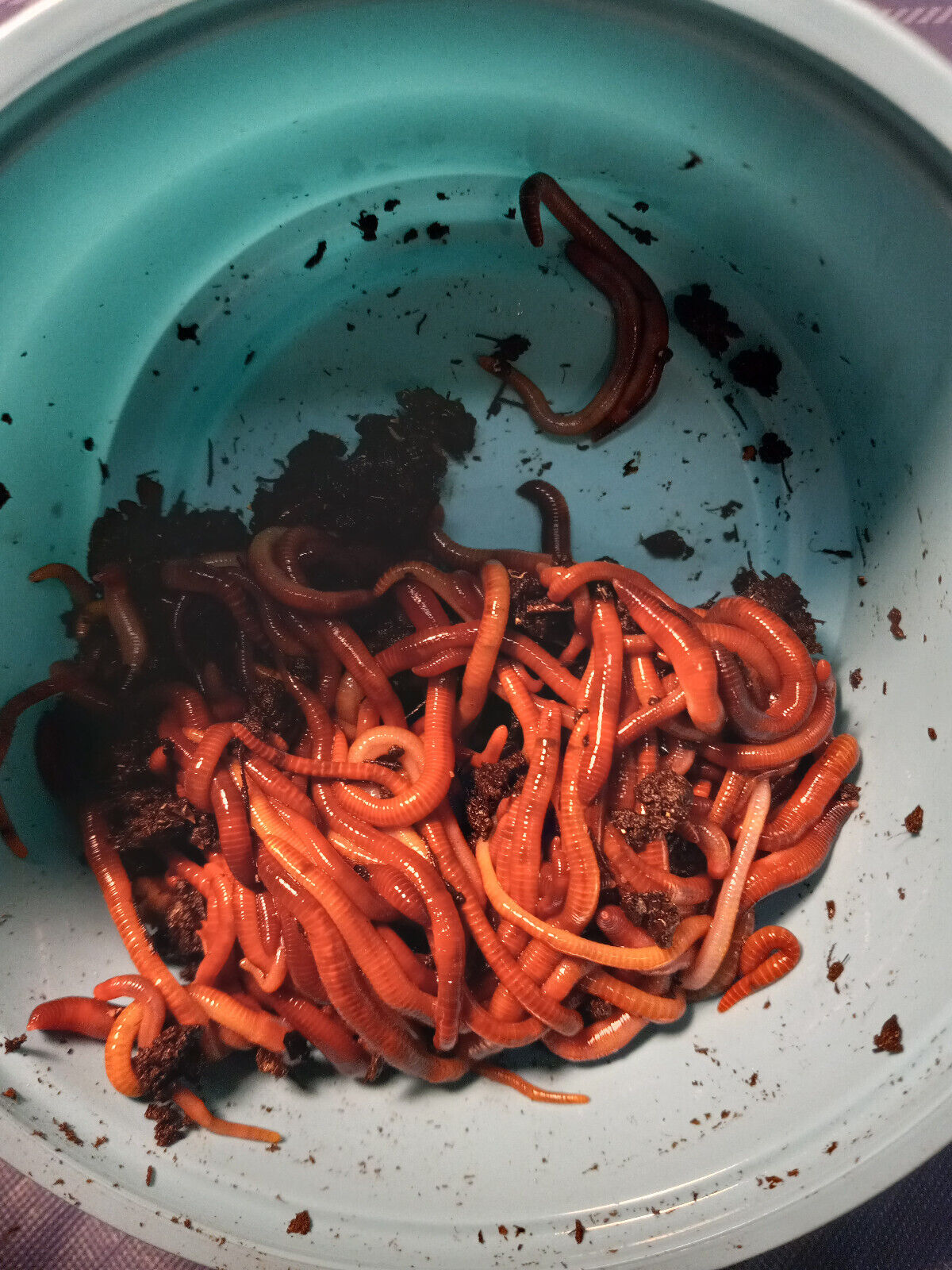 🐛Excellent Worms For Composting / Red Wiggler Mix /  / Live🐛