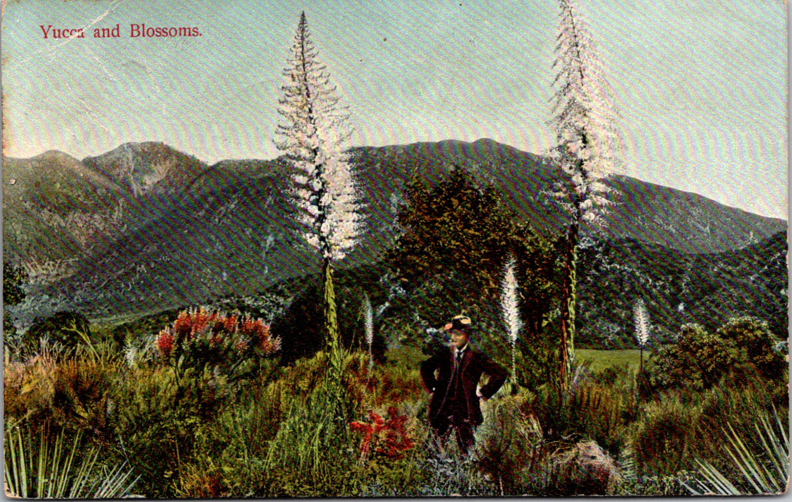 Vintage 1907 Man in Field with Yucca Blossoms Mountain Scene Postcard