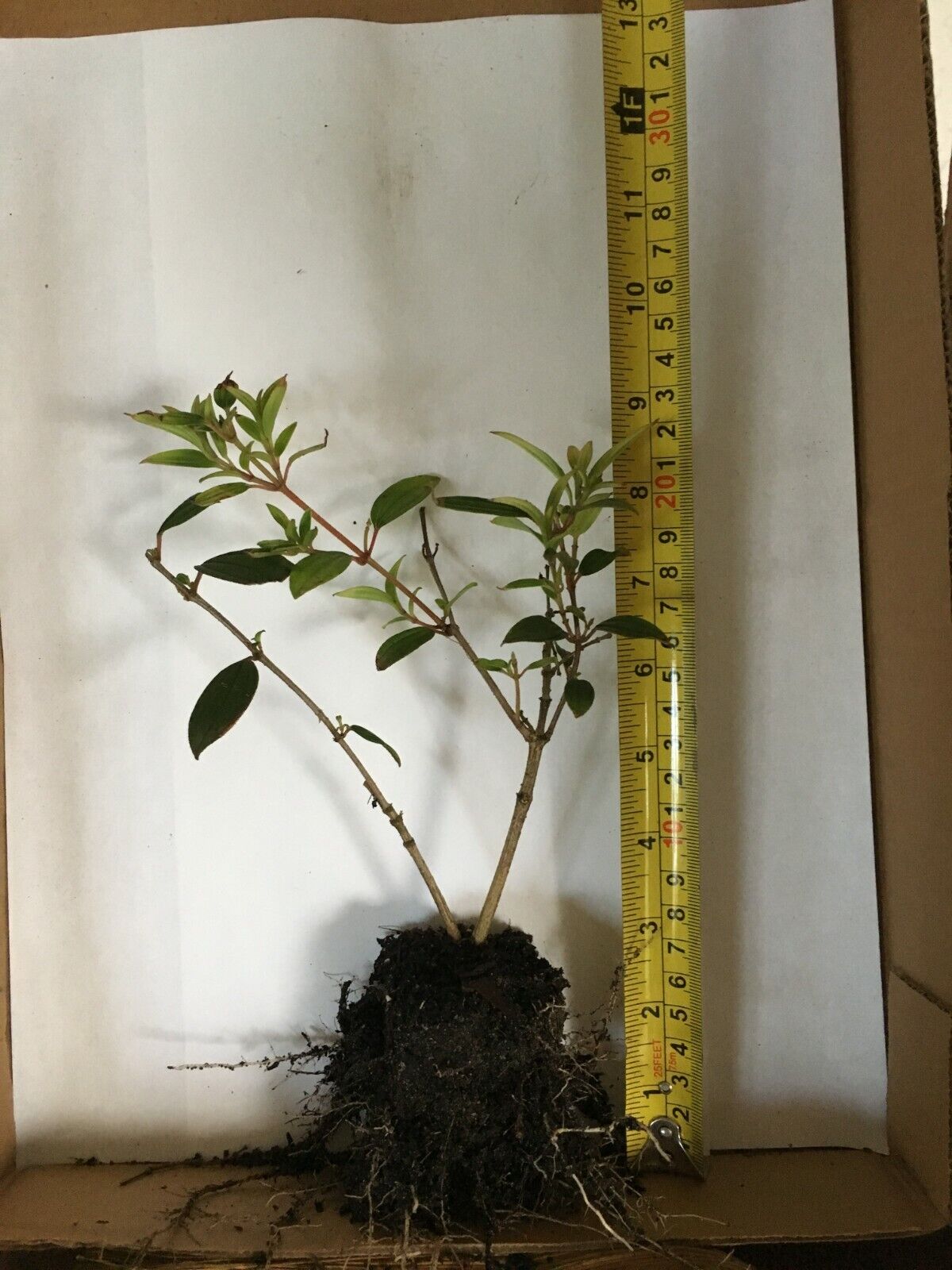 2 Tibouchina Dwarf - Live Plants