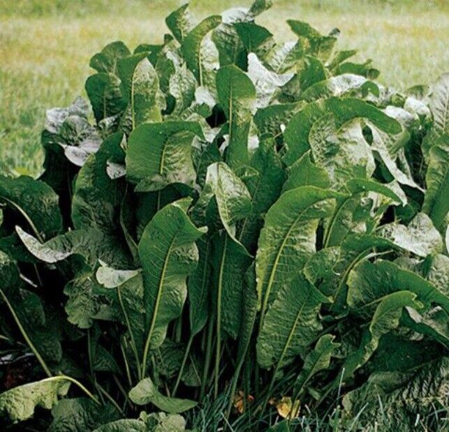 HORSERADISH CROWNS (Common),  ORGANIC: 12 ea. for planting. PLANT ANYTIME.