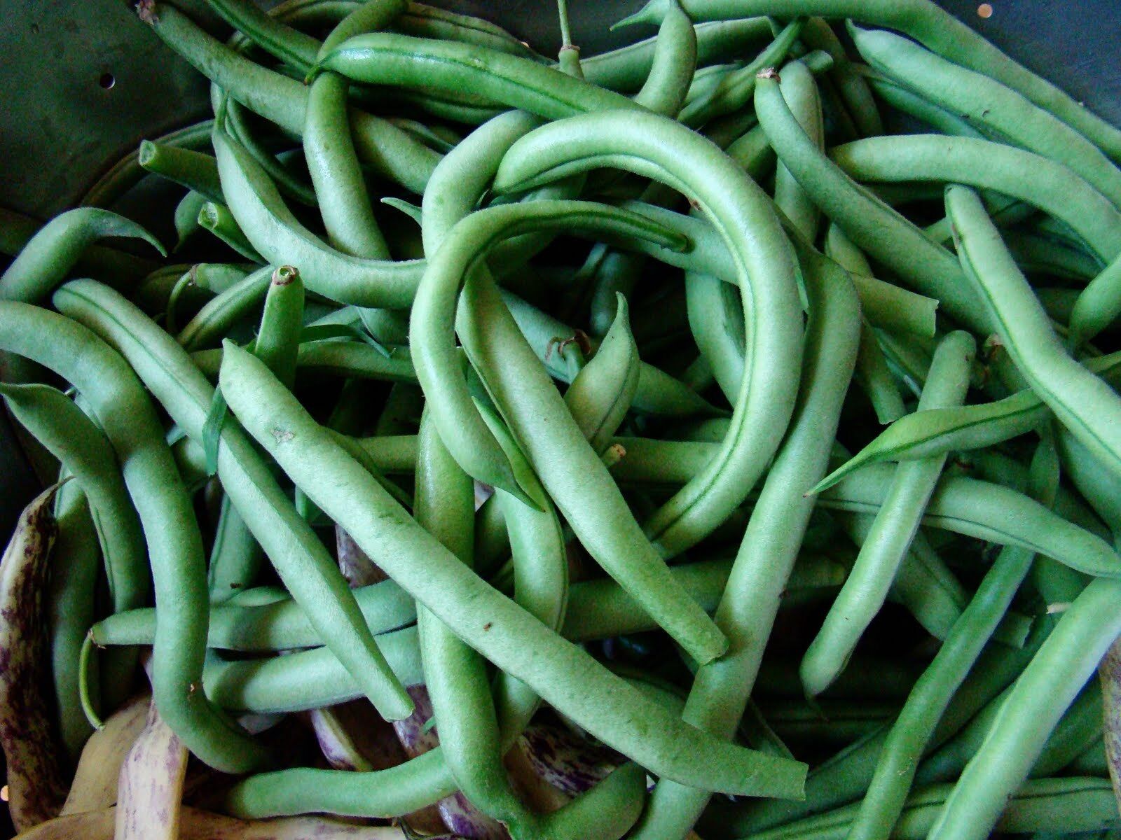 Green Bean Seeds, Blue Lake Bush 274, NON-GMO, Variety Packets Sold, 
