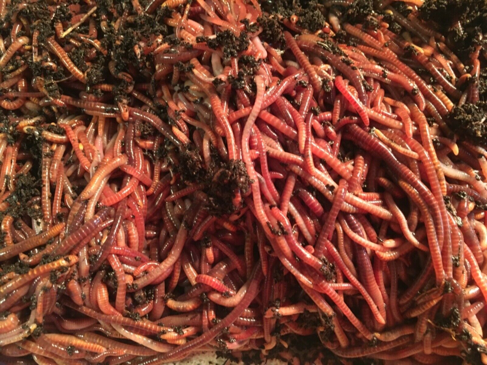 Composting Worms: 3/4  Pound Red Wiggler Worm Mix.