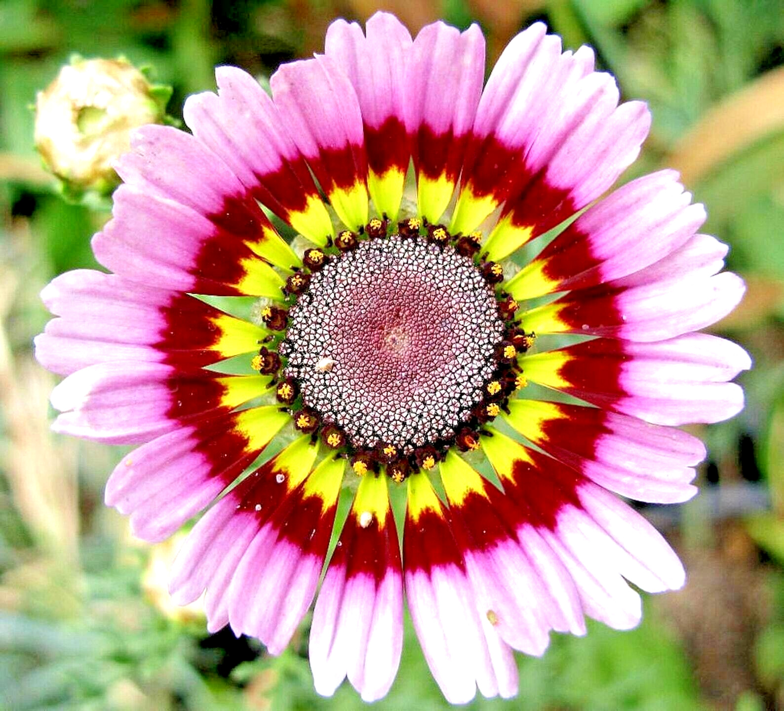 500+ PAINTED DAISY TRICOLOR SPRING MIX SEEDS GIGANTIC FLOWERS BUTTERFLIES BEES
