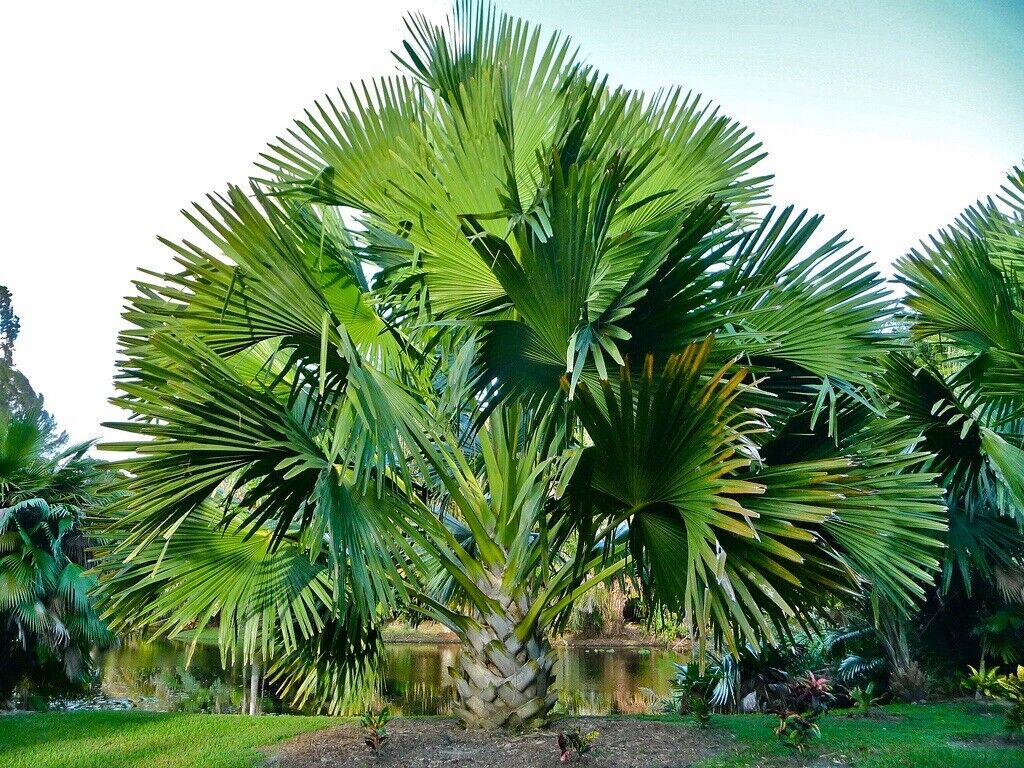 Extremely rare Corypha Umbraculifera (Talipot Palm)