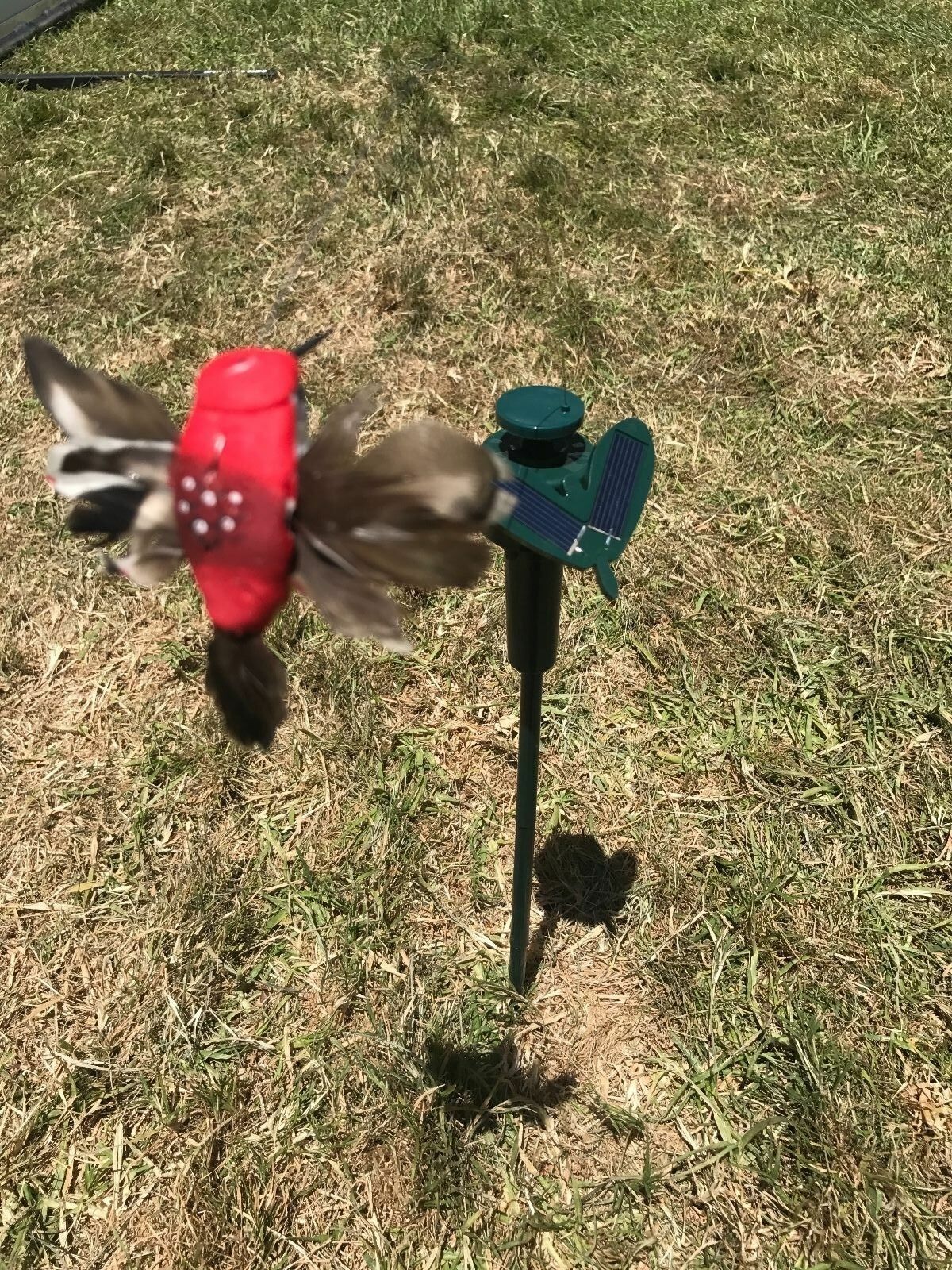 Solar  Powered Fluttering Hummingbird, Real Feather Wings and Tails