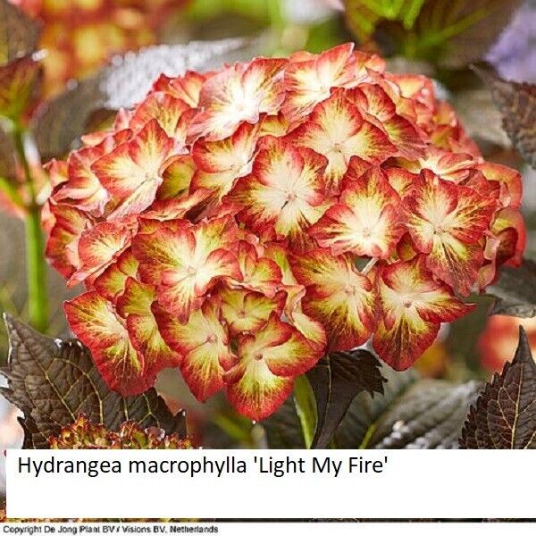 Rare  Hydrangea macrophylla \'Light My Fire\' 3 fresh cuttings,imported
