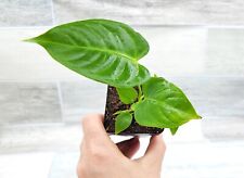 Anthurium veitchii king live rare houseplant  4 inch pot picture