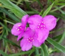Hot Pink Spider Wort 15 Live Roots THREE SISTERS GARDENS USA picture