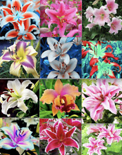 20 EXOTIC rare LILY SEEDS for garden flower perennial plant beds USA SELLER USPS picture