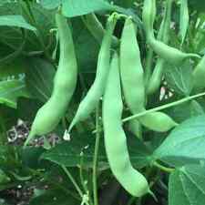 Roma II Bush Green Bean Seeds, Flat Stringless, NON-GMO,  picture
