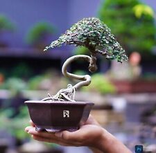 Bonsai Ulmus Micro Beautiful | Unique tree | Bonsai Pine ( Real Pict ) Ship DHL picture