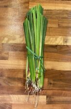 VETIVER 10+ Live Hawaiian Plants, USDA Certified Erosion Control. 10-12ft Roots picture