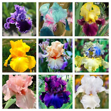 Mixed Color Rare Iris Flower Seeds (30pcs) - Perennial, Iris for Autumn Blooms picture