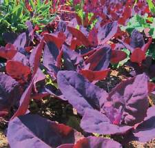 Orach Red Fire Seeds, French Spinach, Mountain Spinach, NON-GMO,  picture