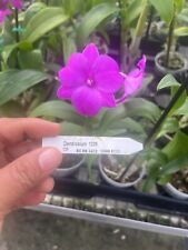 Orchid That Looks Like An Impatien Denendrobium 1239 Plant ~~ picture
