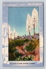 CA-California, Yuccas In Bloom, Scenic Greetings, Antique, Vintage Postcard picture