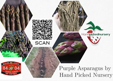 10 Purple Passion Live Asparagus Bare Root - 2yr Crowns - Hand Picked Nursery picture