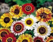 Painted Daisy Seeds, Tricolor, Chrysanthemum carinatum, Variety Sizes,  picture