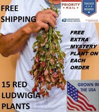 15 Ludwigia Repens Red Fresh Live Aquarium Plants Bunch Freshwater BUY2GET1FREE* picture