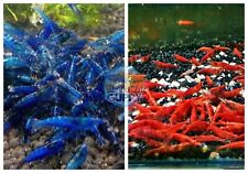 5+1 Fire Red & 5+1 Dream Blue Shrimp Freshwater Neocaridina Aquarium Shrimp picture