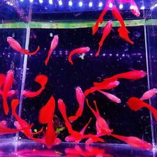 10 live guppy fry- abino full red bds- High Quality Live Guppy Fish US Seller picture