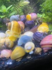 5 RARE Live Juvenile Mystery Snails  algae eaters Shrimp Fish Tank Fresh Water picture