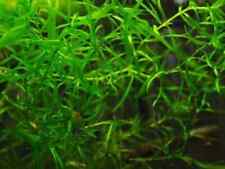 BUY 2 GET 1 FREE Guppy Grass Najas Guadalupens Live Aquarium Plants picture