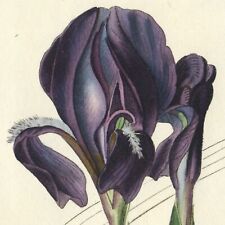 Scarce 1822 Curtis Hand-Colored Botanical Engraving No. 2361 IRIS FURCATA picture