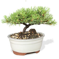 Dwarf Mugo Pine Bonsai Tree Live Plant Outdoor Pinus Short Needles 3 Inch 2 y.o. picture