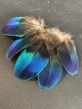 RARE 5pcs Natural Blue Iridescent Peacock Shoulder Feathers 5-8cm DIY Craft picture