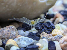 10+ Live Freshwater Ghost Shrimp;  picture