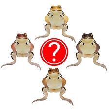 Toad Frog Figure Japan Collectible Blind Box Toy 1 Random Animal Gashapon Figure picture