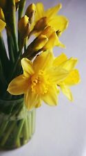 20 Yellow Daffodil Bulbs + 1 Asiatic Lily Bulbs In One Price picture