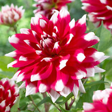 Garden State Bulb Dahlia Red Empire Flower Bulbs, Bare Root Tubers (Bag of 3) picture